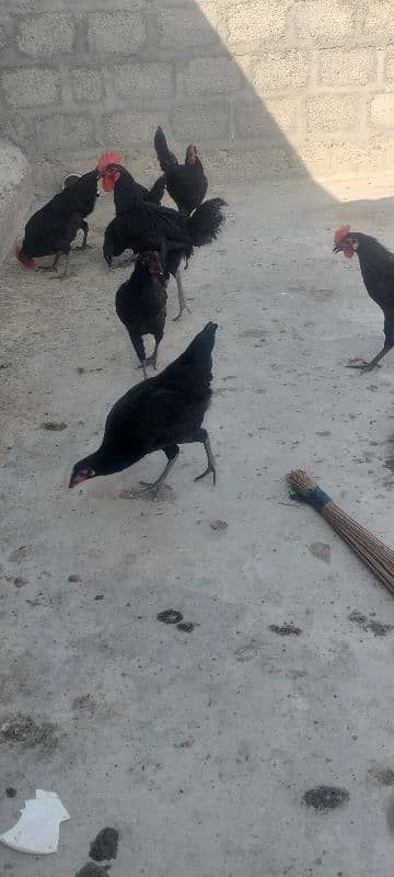 Australorp pair 2