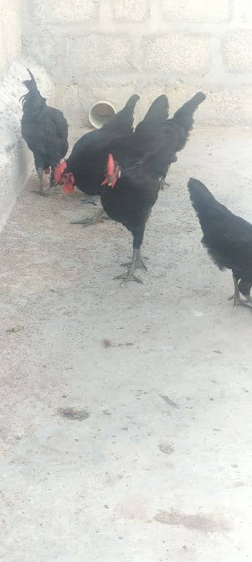 Australorp pair 3