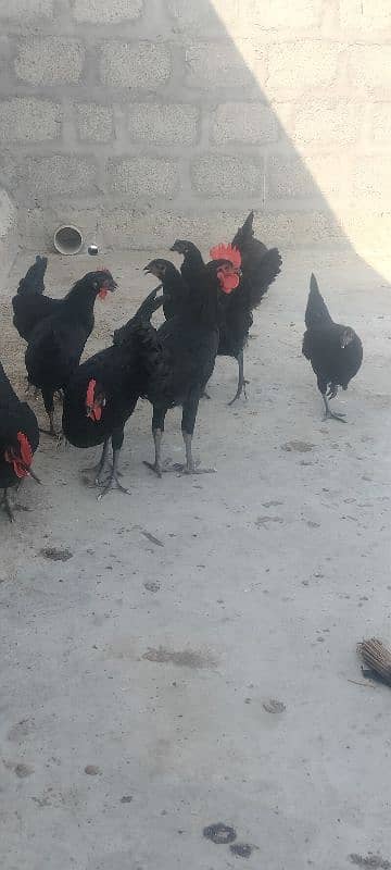 Australorp pair 4