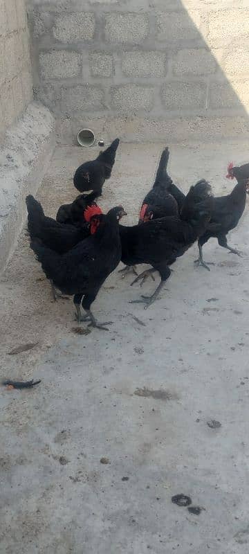 Australorp pair 5