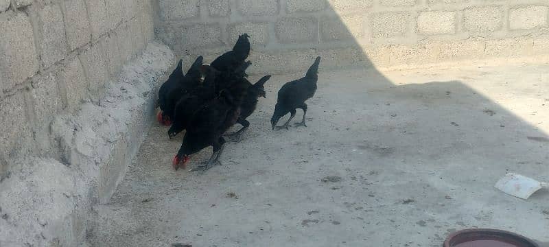 Australorp pair 6