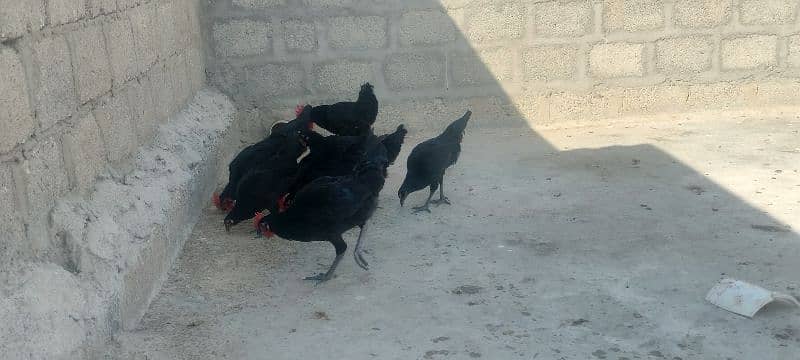 Australorp pair 7