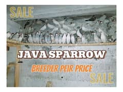 Java birds