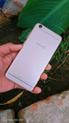 Vivo