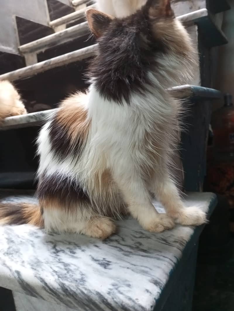 Persian kittens for sale 0