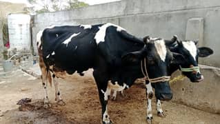 Pregnant Last Month Cow for sale. location Pindsultani