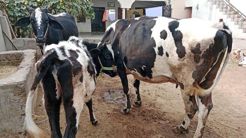 Pregnant Last Month Cow for sale. location Pindsultani 1