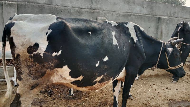 Pregnant Last Month Cow for sale. location Pindsultani 3