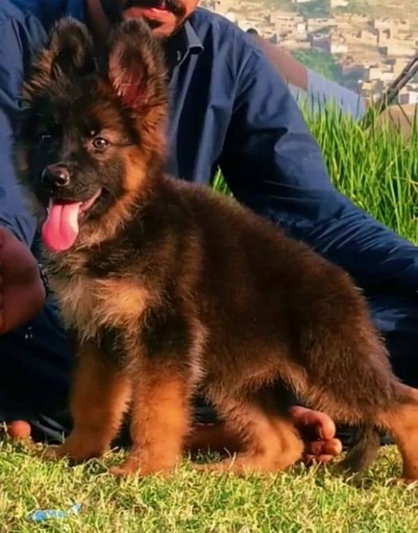 Garman shepherd male for sale | Garman shepherd Dog 1