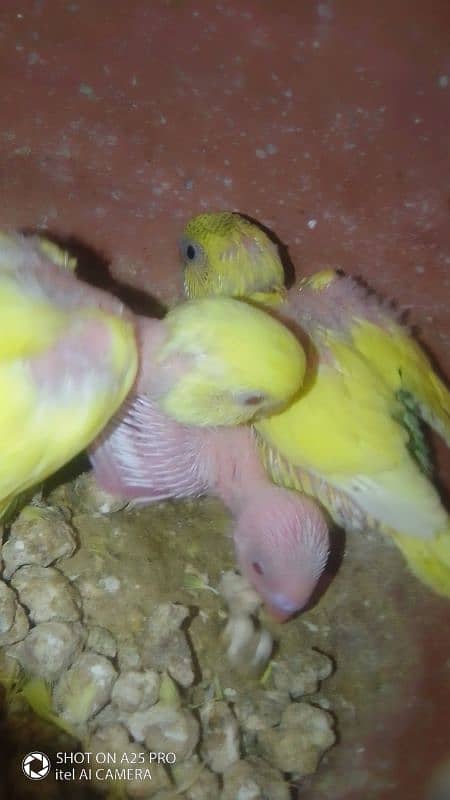 Home breed Australian budgie 2