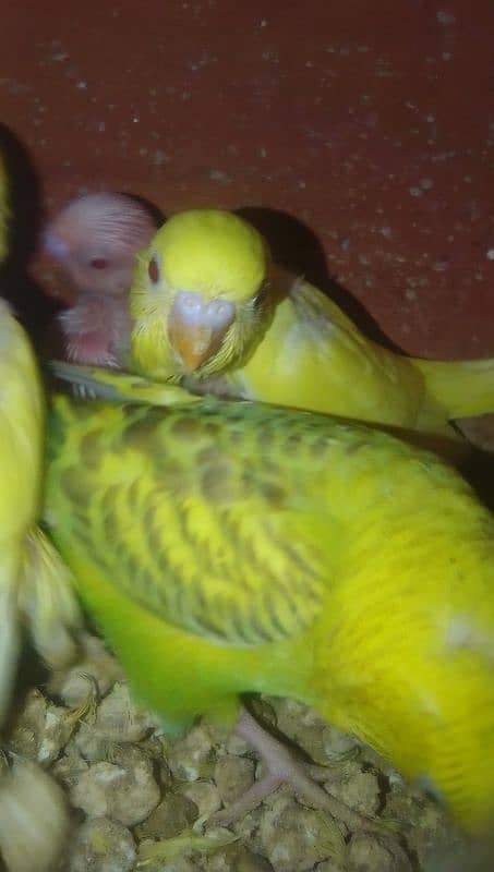 Home breed Australian budgie 8