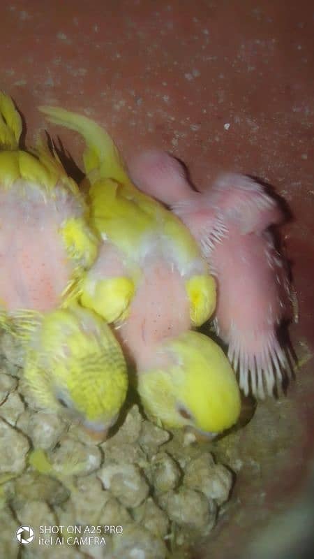 Home breed Australian budgie 9