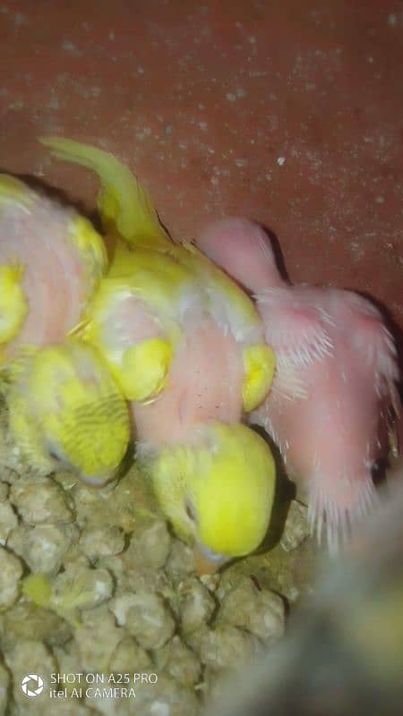 Home breed Australian budgie 10