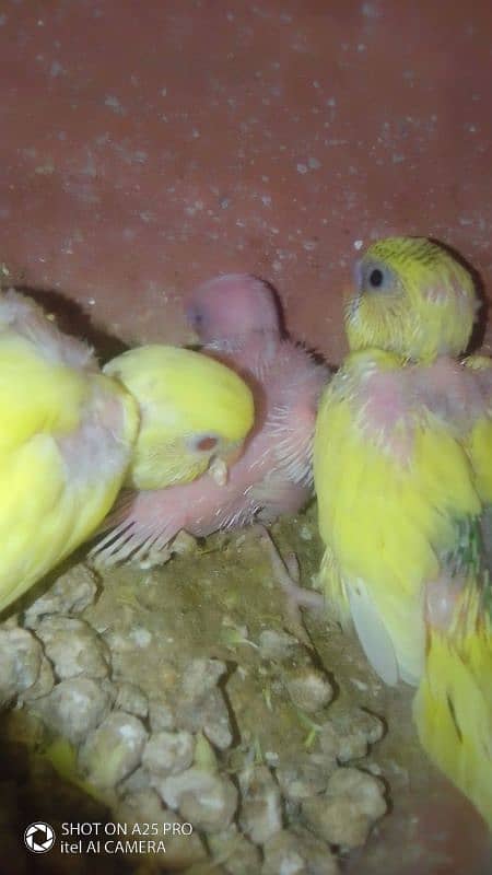 Home breed Australian budgie 12