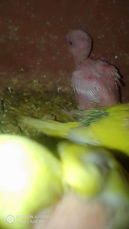 Home breed Australian budgie 13