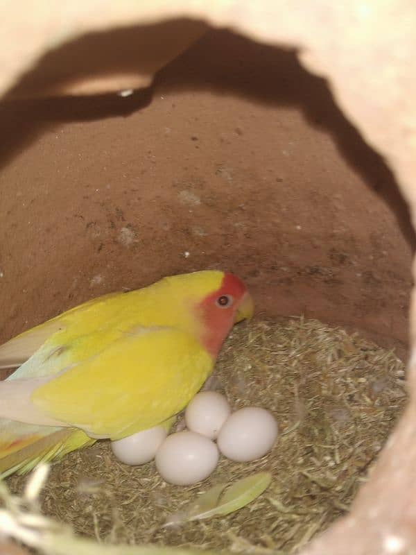 Lovebirds Breeder Pairs available 5