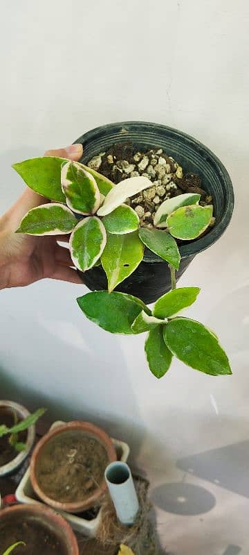 Hoya plants 0