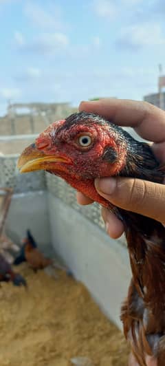 Pure Aseel Hens Top quality Hens Birds murgi