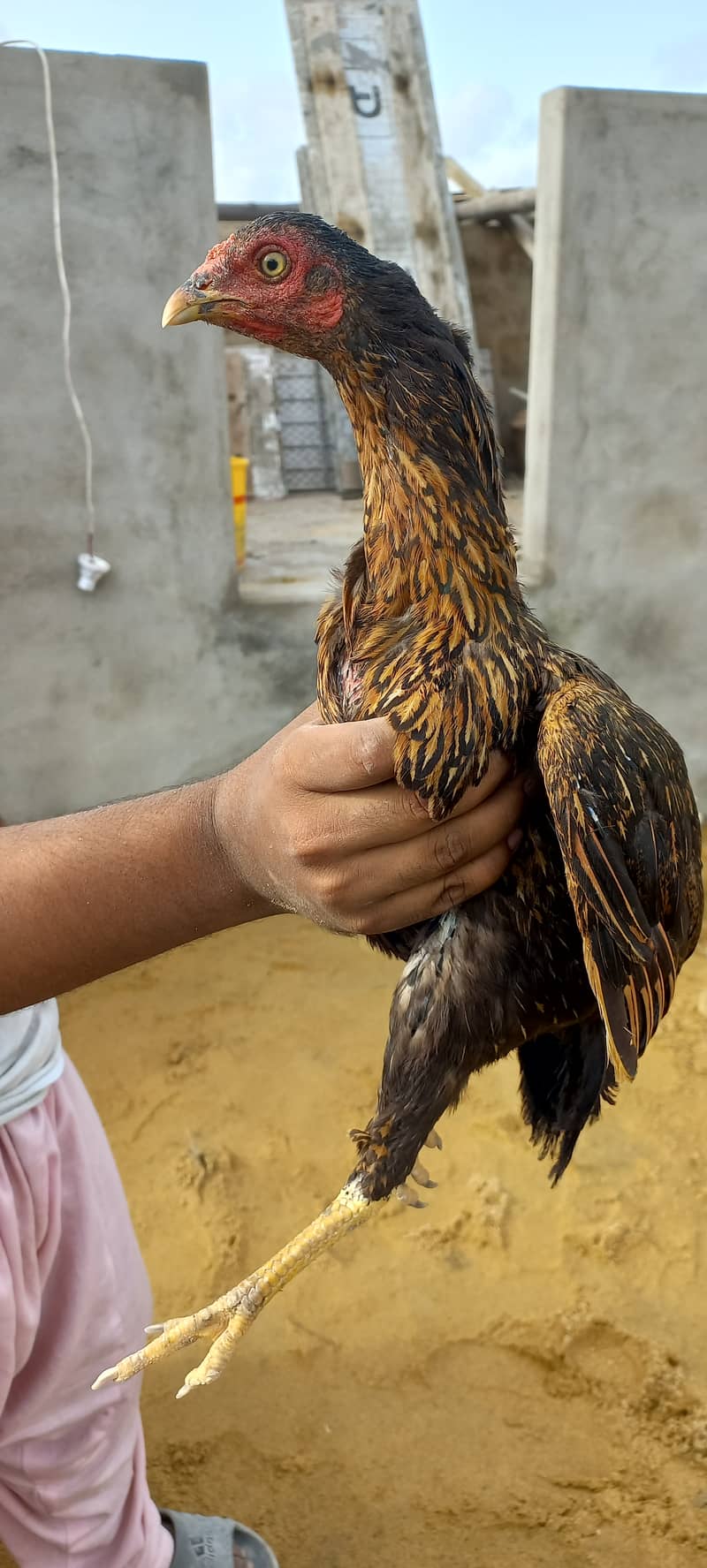 Pure Aseel Hens Top quality Hens Birds murgi 7