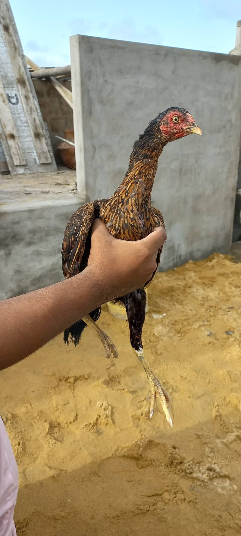 Pure Aseel Hens Top quality Hens Birds murgi 8