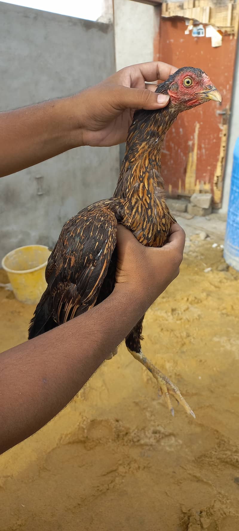 Pure Aseel Hens Top quality Hens Birds murgi 9