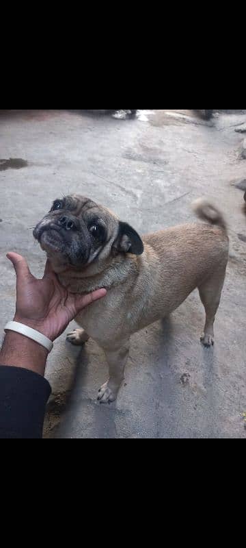 pug breeder female 2.5years 0