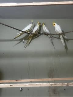 2 yellow cocktail breeding pair