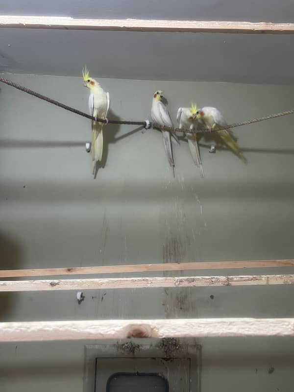 2 yellow cocktail breeding pair 2