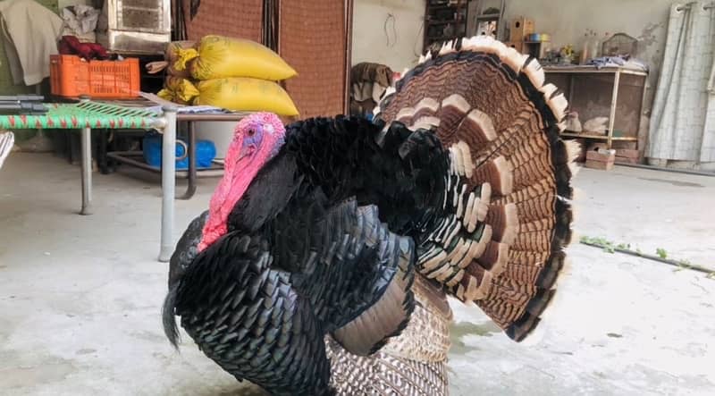 Turkey breeder pair for sale 0