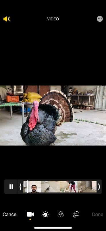 Turkey breeder pair for sale 2