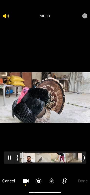 Turkey breeder pair for sale 3