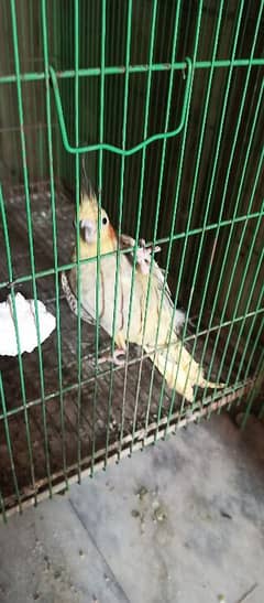 cockatiel pair