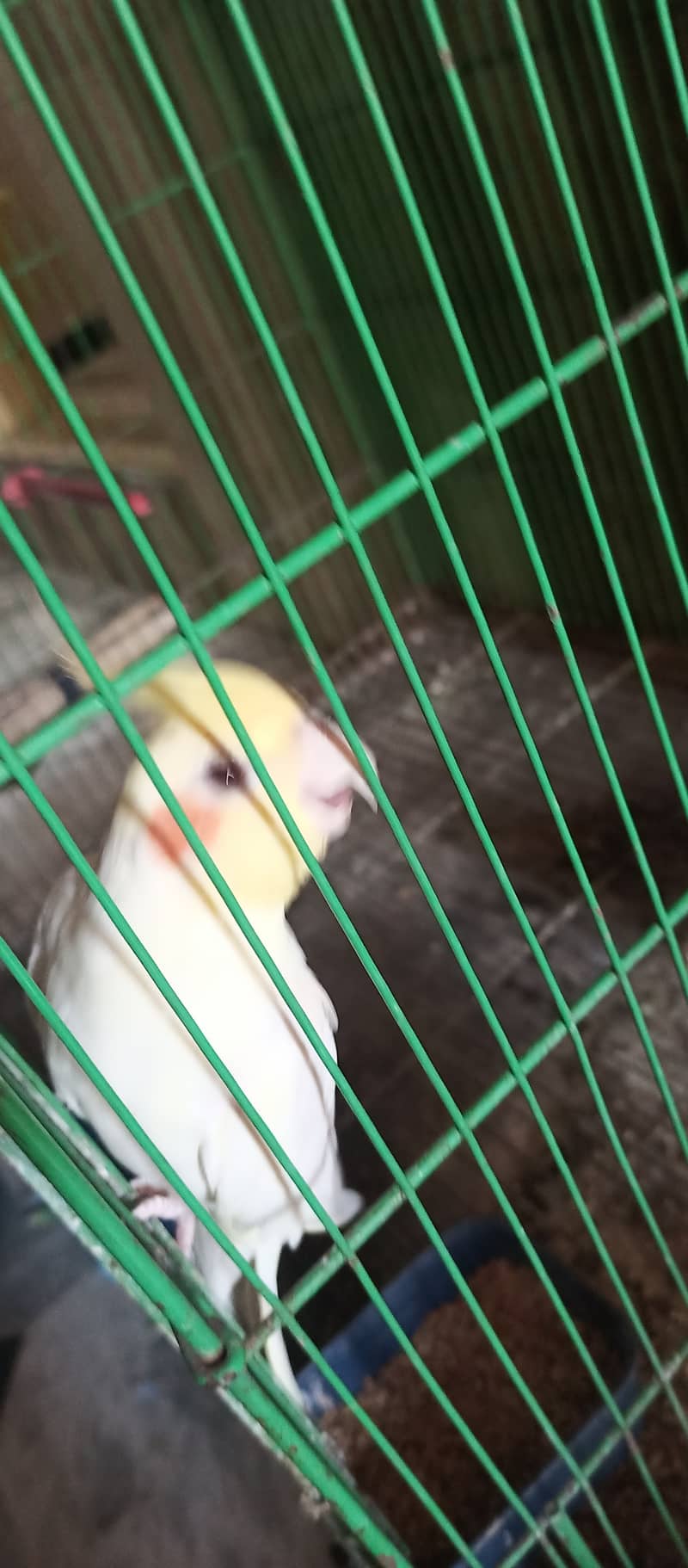 cockatiel pair 1