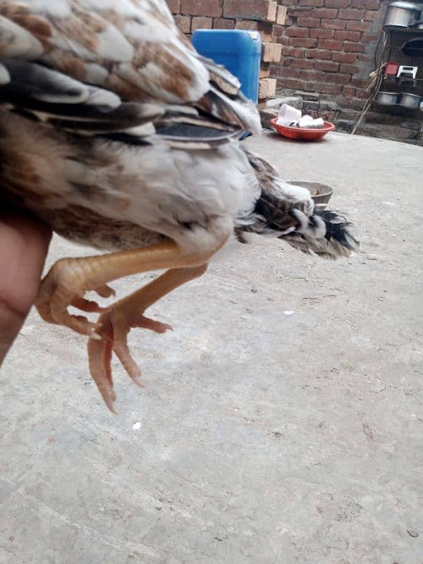 Aseel Chicks pair for sale 2