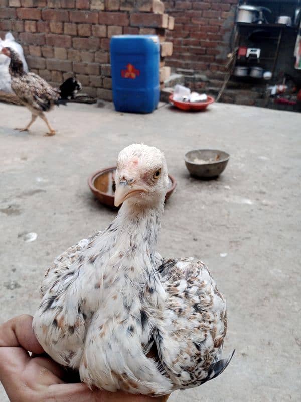 Aseel Chicks pair for sale 3