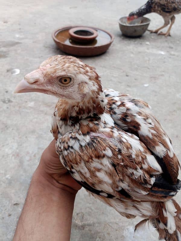 Aseel Chicks pair for sale 9