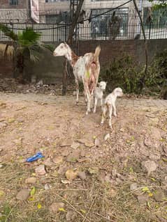 goat for sale ha barbre gost with 2 females kids ha68000rs