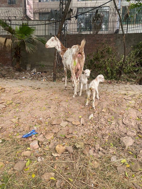 goat for sale ha barbre gost with 2 females kids ha68000rs 0