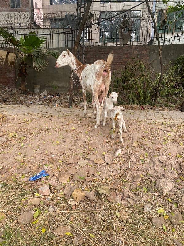 goat for sale ha barbre gost with 2 females kids ha68000rs 1