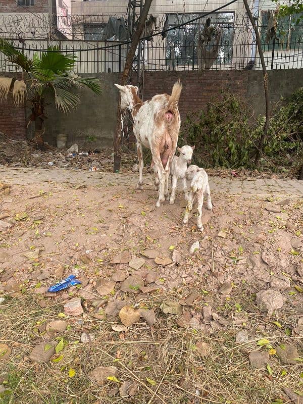 goat for sale ha barbre gost with 2 females kids ha68000rs 2