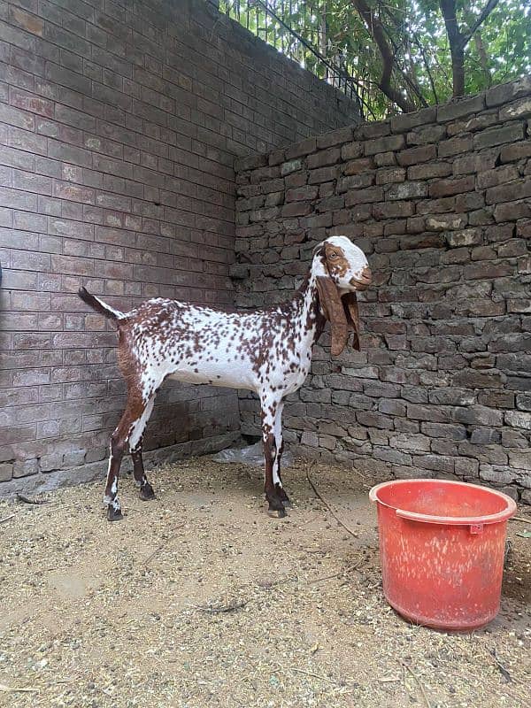 goat for sale ha barbre gost with 2 females kids ha68000rs 4