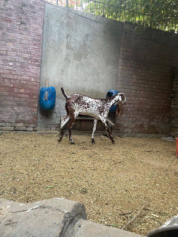 goat for sale ha barbre gost with 2 females kids ha68000rs 6