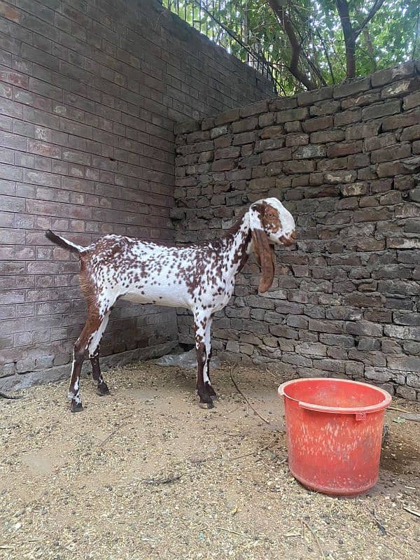 goat for sale ha barbre gost with 2 females kids ha68000rs 8