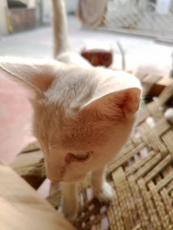 Persian Single Cot Male White Color 3