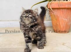 Pure Persian Rare Color Kitten Available