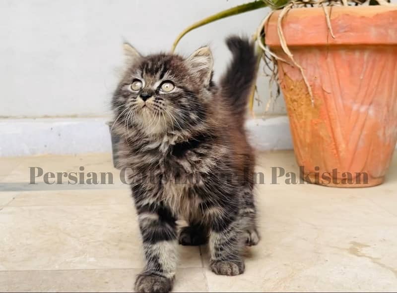 Pure Persian Rare Color Kitten Available 0