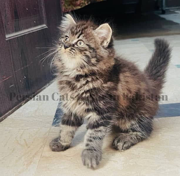 Pure Persian Rare Color Kitten Available 1