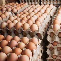 white Egg | Golden Misri | Hens egg | Desi Eggs | fertile egg | andy