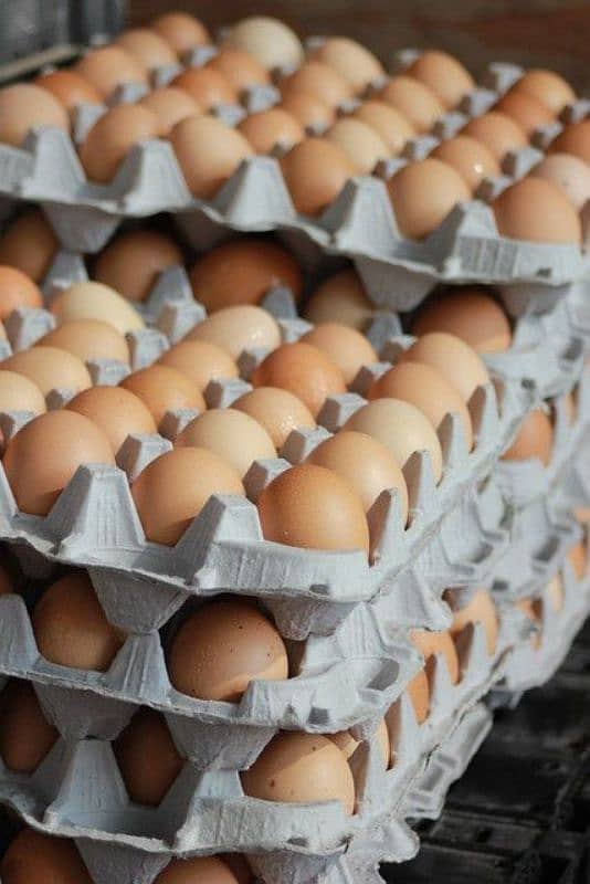 white Egg | Golden Misri | Hens egg | Desi Eggs | fertile egg | andy 1