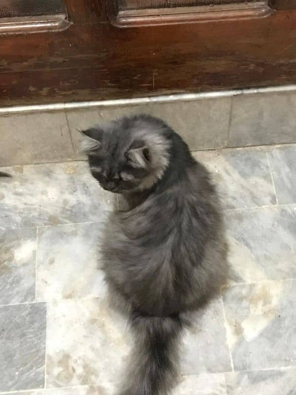 Persian cat for sale 0